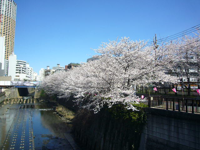 桜満開！