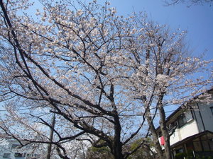 桜の開花！